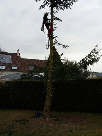 Élagage Abattage à Chatou Yvelines 78