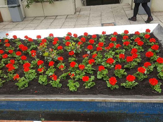 Plantation en Yvelines 78 – Chatou Paysage